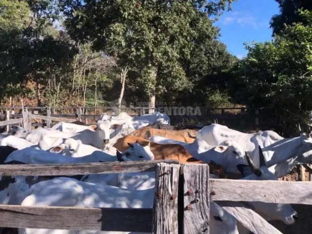 Fazenda venda em Região Geográfica Imediata de Unaí, Urucuia