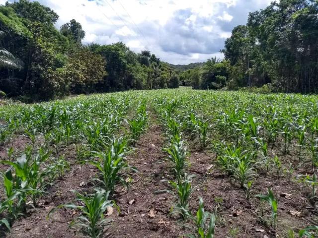 Fazenda venda em Guaibim, Valença