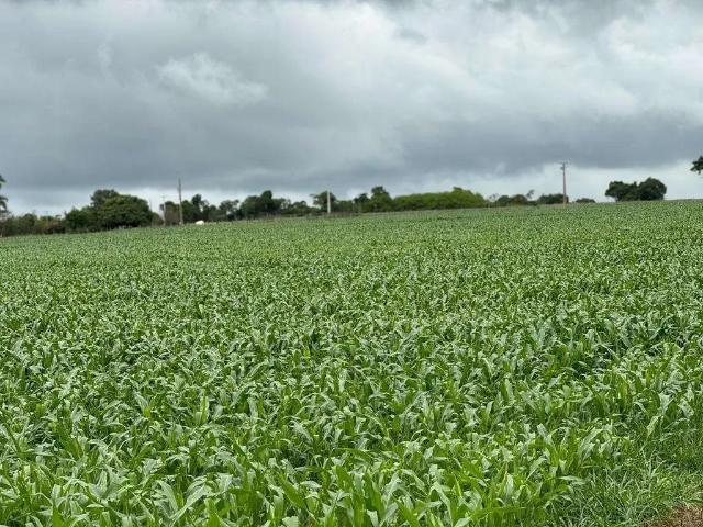 Fazenda venda em Região Geográfica Imediata de Patos de Minas, Varjão de Minas