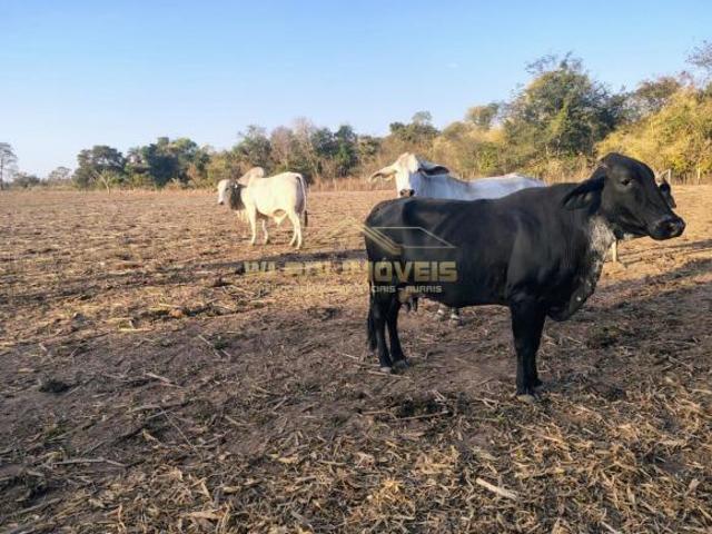 Sítio e chácara venda em Região Geográfica Imediata de Pirapora, Várzea da Palma