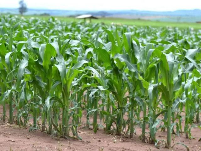 Fazenda venda em Região Geográfica Imediata de Pirapora, Várzea da Palma