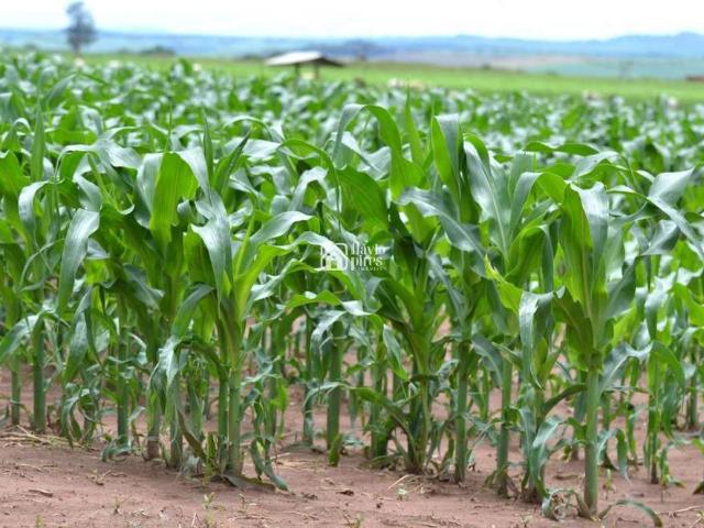 Fazenda venda em Pinlar 1, Várzea da Palma