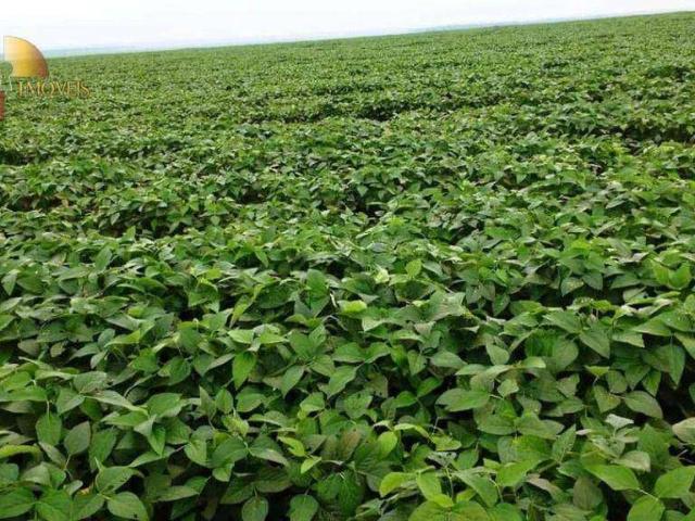 Fazenda venda em Vera, Região Geográfica Intermediária de Sinop