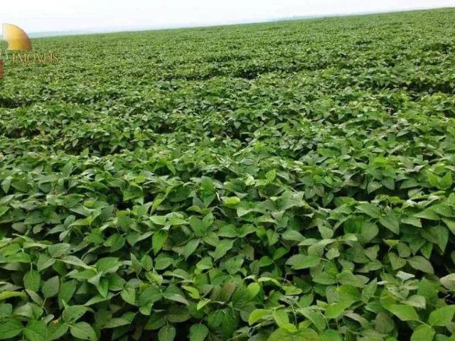 Fazenda venda em Abaré, Região Nordeste