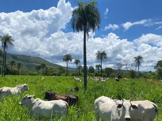 Fazenda venda em Região Geográfica Imediata de Flores de Goiás, Região Integrada de Desenvolvimento do Distrito Federal e Entorno