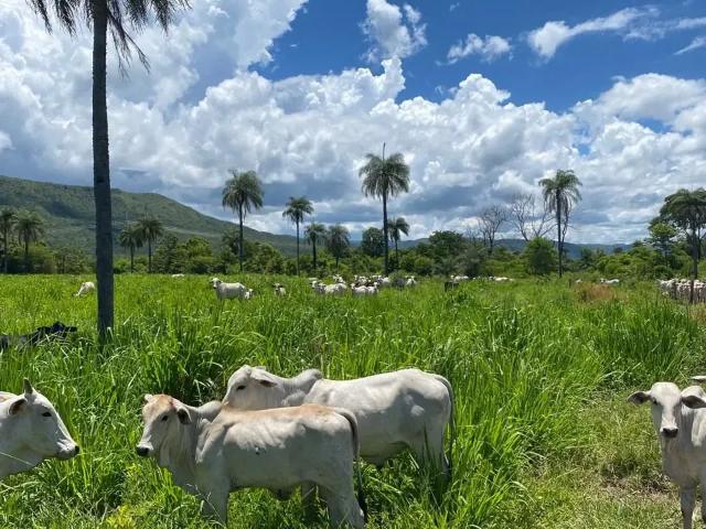 Fazenda venda em Região Geográfica Imediata de Flores de Goiás, Região Integrada de Desenvolvimento do Distrito Federal e Entorno