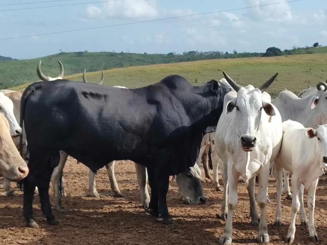Fazenda venda em Luiz Gonzaga, Vitória de Santo Antão