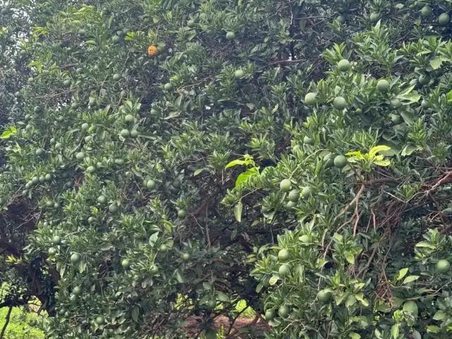 Fazenda venda em Região Imediata de Votuporanga, Votuporanga
