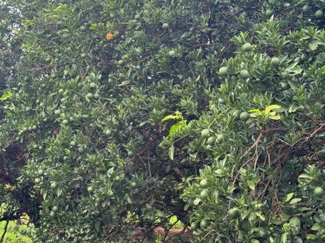 Fazenda venda em Região Imediata de Votuporanga, Votuporanga