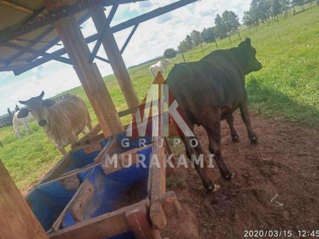 Sítio e chácara venda em Região Geográfica Imediata de Umuarama, Região Metropolitana de Umuarama