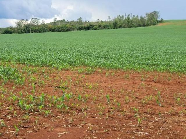 Sítio e chácara venda em Região Geográfica Imediata de Formiga, Bambuí