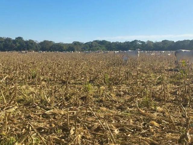 Sítio e chácara venda em Região Geográfica Imediata de Cuiabá, Região Metropolitana do Vale do Rio Cuiabá
