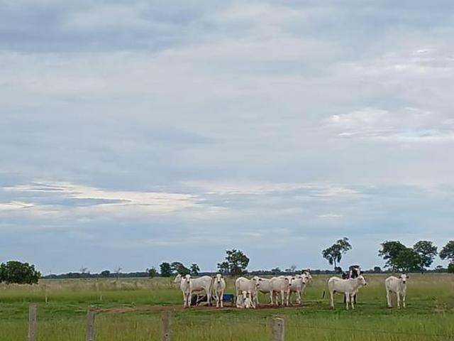 Sítio e chácara venda em Região Geográfica Imediata de Água Boa, Cocalinho