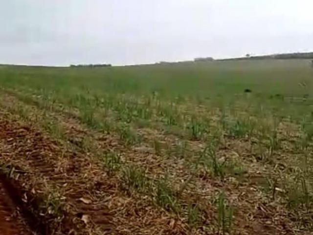 Sítio e chácara venda em Pirassununga, Região Geográfica Intermediária de Araraquara