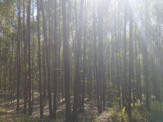 Sítio e chácara venda em Guareí