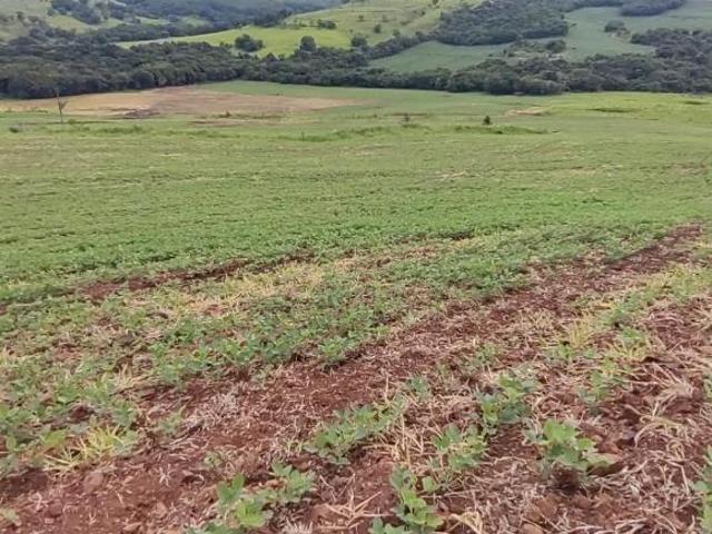 Sítio e chácara venda em Região Geográfica Imediata de Santo Antônio da Platina, Abatia