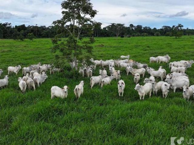 Sítio e chácara venda em Região Geográfica Imediata de Confresa - Vila Rica, Confresa