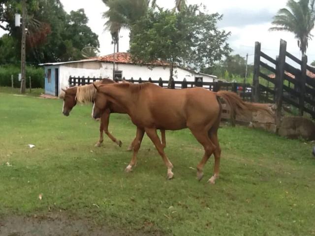 Fazenda venda em Arari, Região Nordeste