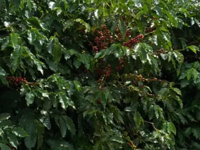 Fazenda venda em Região Geográfica Imediata de Piumhi, Jerumenha