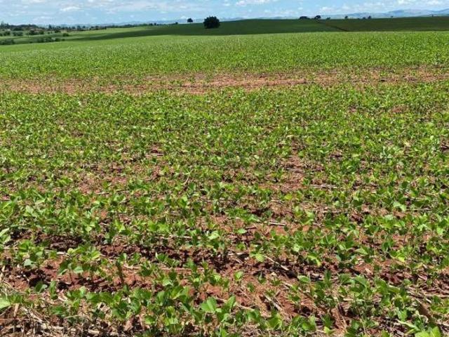 Sítio e chácara venda em Região Geográfica Imediata de Santo Antônio da Platina, Guapirama