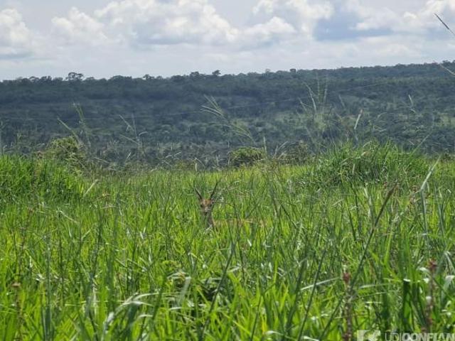 Sítio e chácara venda em Região Geográfica Imediata de Primavera do Leste, Paranatinga