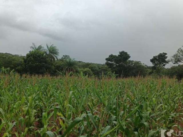 Sítio e chácara venda em Tapuirama, Uberlândia