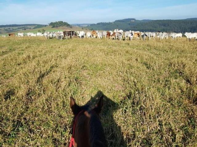 Sítio e chácara venda em Região Geográfica Imediata de Santo Antônio da Platina, Salto do Itararé