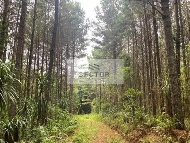 Fazenda venda em Região Geográfica Imediata de Curitiba, Região Metropolitana de Curitiba
