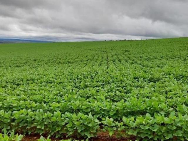 Sítio e chácara venda em Região Geográfica Imediata de Flores de Goiás, Alto Paraíso de Goiás