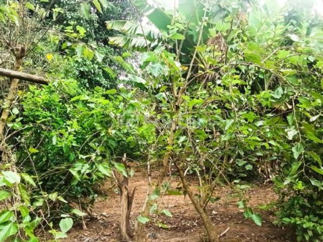 Sítio e chácara venda em Região Geográfica Imediata de Araranguá, São João do Sul