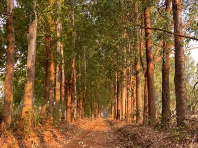 Sítio e chácara venda em Região Imediata de Ribeirão Preto, Região Metropolitana de Ribeirão Preto