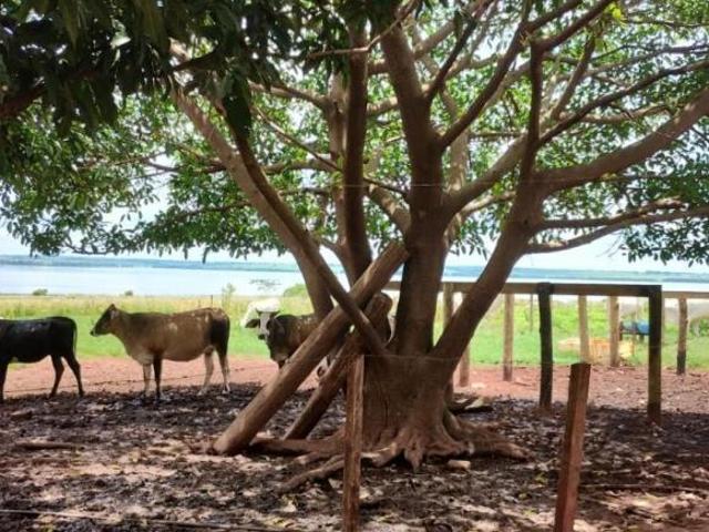 Sítio e chácara venda em Região Imediata de Araçatuba, Araçatuba