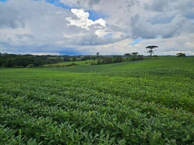 Sítio e chácara venda em Região Geográfica Imediata de Curitiba, Região Metropolitana de Curitiba