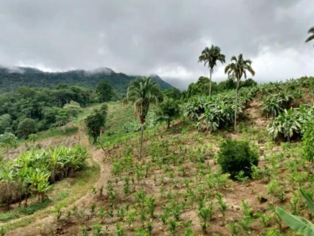 Sítio e chácara venda em Região Geográfica Imediata de Paranaguá, Morretes