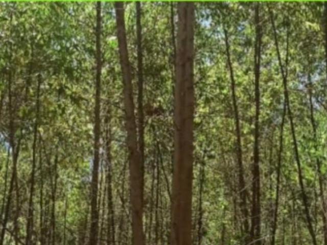 Sítio e chácara venda em Região Imediata de Itapeva, Ribeirão Branco