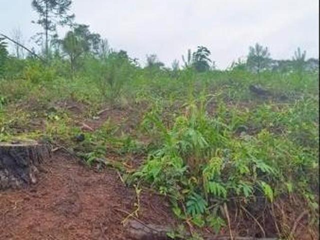 Sítio e chácara venda em Região Geográfica Imediata de Curitiba, Região Metropolitana de Curitiba