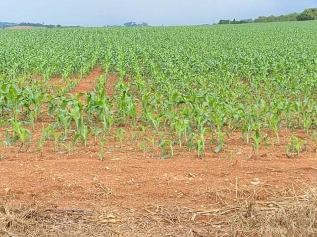 Sítio e chácara venda em Região Geográfica Imediata de Formiga, Bambuí