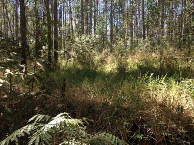 Sítio e chácara venda em São Luiz, Caeté