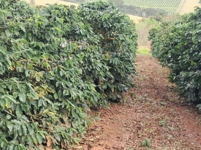 Sítio e chácara venda em Região Geográfica Imediata de Três Corações, Cambuquira