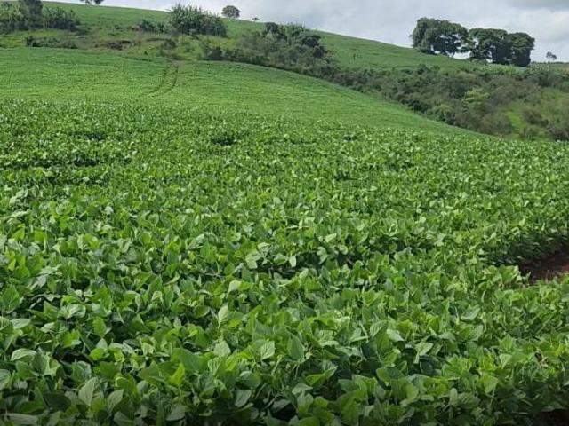 Sítio e chácara venda em Região Geográfica Imediata de Pouso Alegre, Careaçu
