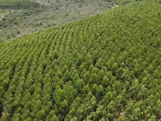 Sítio e chácara venda em Região Geográfica Imediata de Sete Lagoas, Cordisburgo