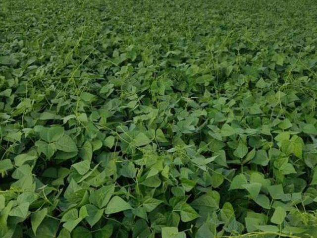 Sítio e chácara venda em Região Geográfica Imediata de Curvelo, Corinto