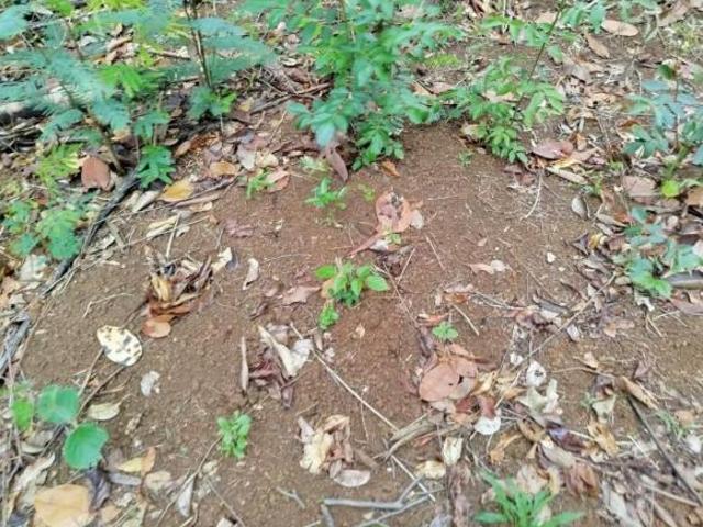 Sítio e chácara venda em Santa Filomena, Curvelo
