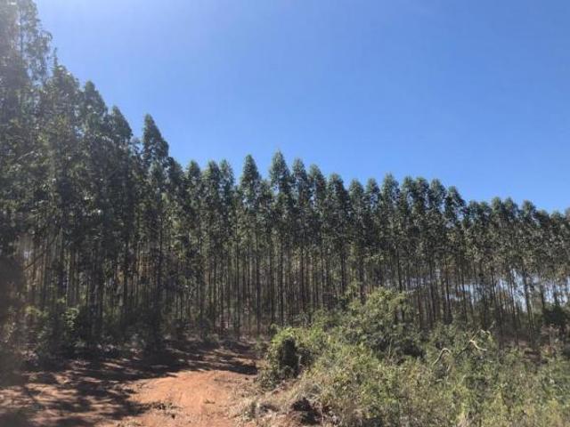 Sítio e chácara venda em Região Geográfica Imediata de Montes Claros, Francisco Dumont
