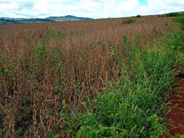 Sítio e chácara venda em Guaxupé, Região Geográfica Intermediária de Varginha