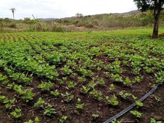 Sítio e chácara venda em Região Geográfica Imediata de Montes Claros, Montes Claros