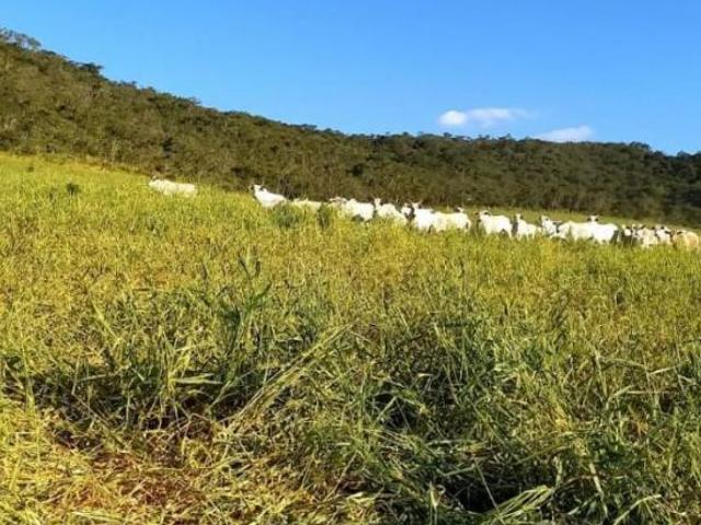 Sítio e chácara venda em Região Geográfica Imediata de Divinópolis, Itaúna