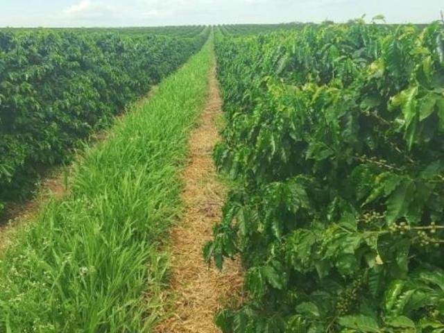 Sítio e chácara venda em Machado, Região Geográfica Intermediária de Varginha