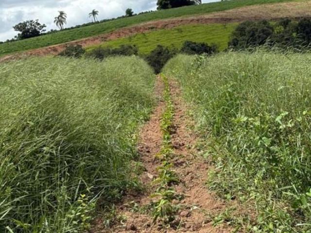 Sítio e chácara venda em Nepomuceno, Região Geográfica Intermediária de Varginha