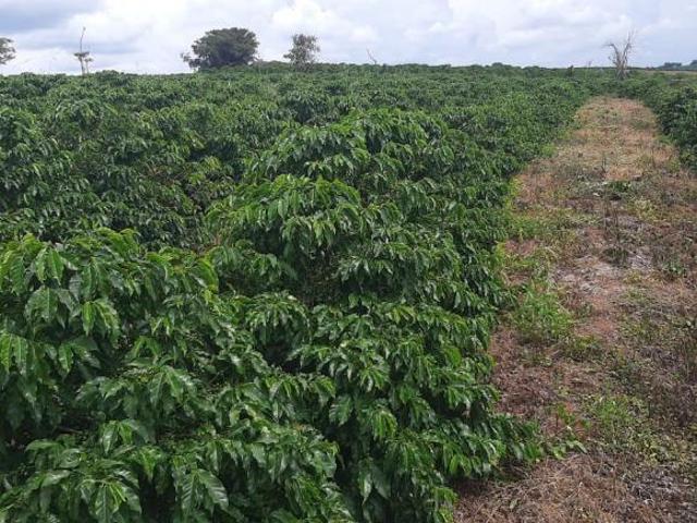 Sítio e chácara venda em Nepomuceno, Região Geográfica Intermediária de Varginha